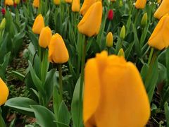 -无锡梅园公园
