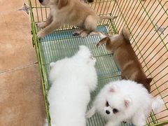 -Let's go狗咖·猫咖·奶狗·桌游(春熙路IFS店)