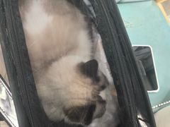 -瑞鹏宠物医院华南总院·夜诊·心脏科·骨科