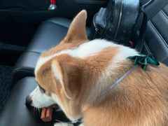 -BABYDOG宝贝狗宠物乐园(欧洲城店)