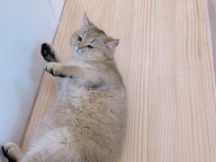 -李小姐の猫咖啡馆(五角场店)