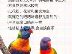 -爱侣宠医·鹦鹉专科·小型哺乳类·异宠专科(灵石路店)