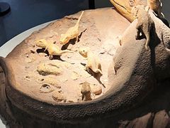 -重庆自然博物馆(新馆)