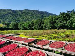 -亚龙湾国际玫瑰谷