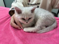 -凯特喵百思猫专科医院