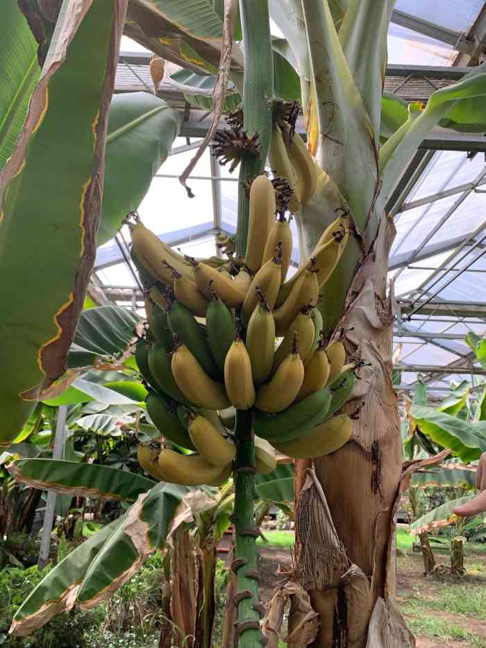 星期六美式农场荷兰园-"端午小哥哥喂牲口超开心,有驴,羊,鸽子,.