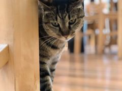 -猫的天空之城概念书店(杭州南宋御街店)