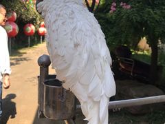 -盛世牡丹苑生态文化旅游区