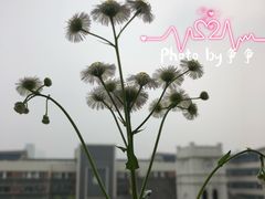 -锡师附小学(学前街校区)