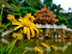 -深圳仙湖植物园