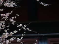 -青羊宫