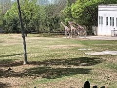 -合肥野生动物园
