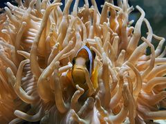 -太平洋海底世界