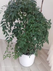 -HEYAN荷妍专业脱毛连锁机构