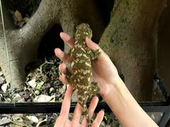 -帕帕拉兹宠物(亚洲旗舰店)