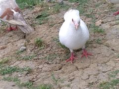 -合肥滨湖国家森林公园