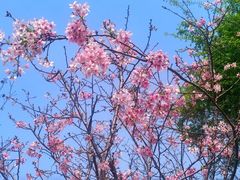 -顺峰山公园