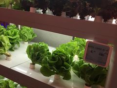 -盒马鲜生(大成店)