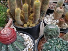 -海上花岛玫瑰园采摘