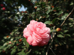 -中国科学院华南植物园