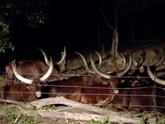 -清迈夜间动物园