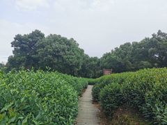 -西湖风景区十里琅珰-五云山
