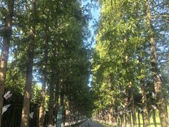 -黄海国家森林公园