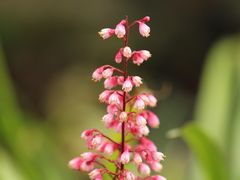 -中国科学院华南植物园