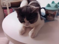 -喵的天空名猫咖啡馆·撸猫·猫舍·用品