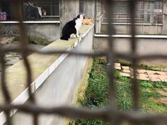 -成都爱之家动物救助中心