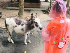 -清迈夜间动物园