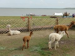 -呼和诺尔旅游景区