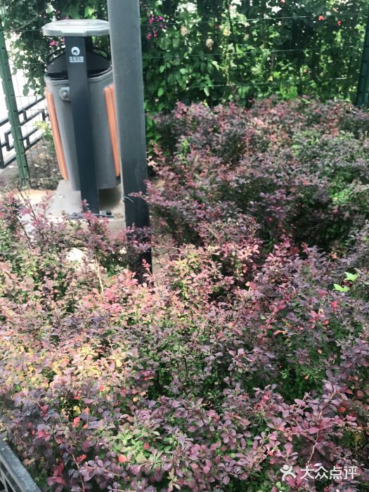 大兴滨河森林公园图片