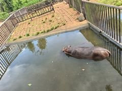 -海南热带野生动植物园