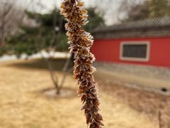 -元大都城垣遗址公园