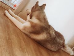 -Husky Go! 哈士奇体验馆·宠物咖啡厅狗咖