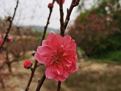 -南国桃园旅游度假区