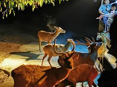 -清迈夜间动物园