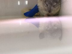 -瑞派·关忠动物医院·异宠专科·犬猫肿瘤·皮肤专科(望京店)