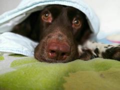 -瑞派·关忠动物医院·异宠专科·犬猫肿瘤·皮肤专科(望京店)