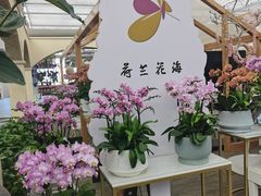 -荷兰花海