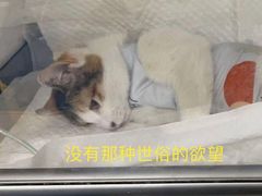 -心语宠物医院·急重症转诊中心·瑞辰华诺(南青路店)