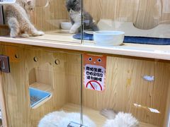 -屋虎猫馆(宝安大仟里店)