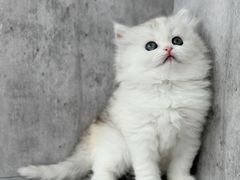 -小猫来了·猫舍(红山六九七九店)
