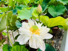-莲花池公园
