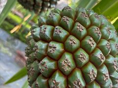 -泰国佛·塔罗·泰牌狐仙古曼