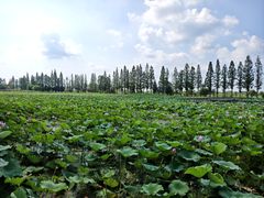 -洪湖生态旅游区