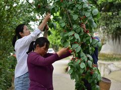 -樱桃山旅游景区