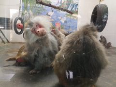 -西安秦岭野生动物园