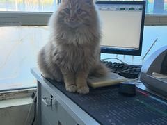 -瑞派宠物医院·犬猫全科·猫友好(宾水西道店)